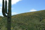 PICTURES/Wildflowers - Desert in Bloom/t_Hillside13.JPG